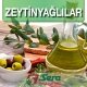 Zeytinyağlılar