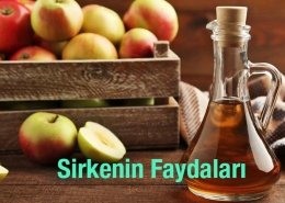 Sirkenin Faydaları