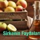 Sirkenin Faydaları